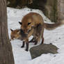 Mating Foxes 2