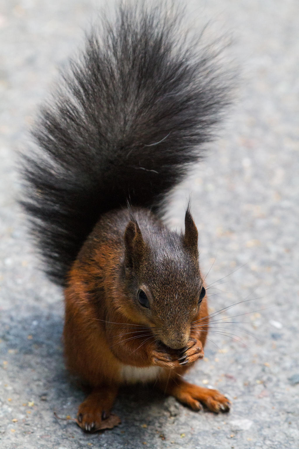 Begging Squirrel