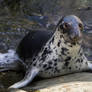 Climbing Seal