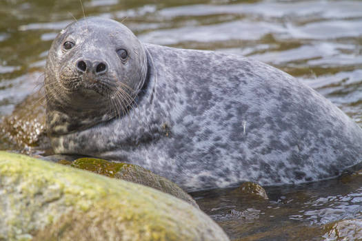 Young Baltic Grey Seal 2