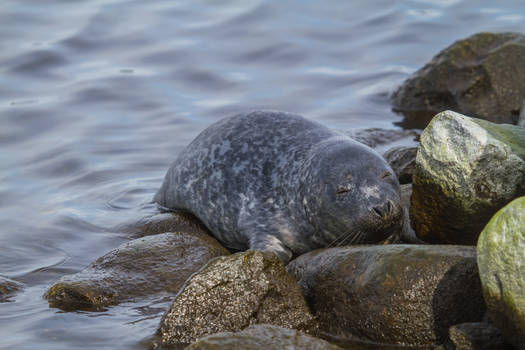 Young Baltic Grey Seal 3