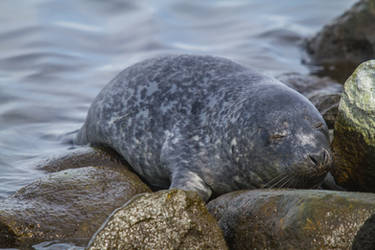 Young Baltic Grey Seal 4