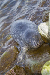 Young Baltic Grey Seal 5