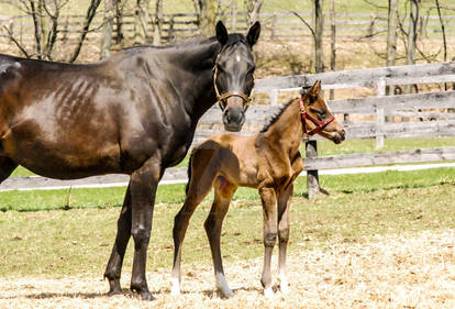 Mare and Colt