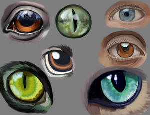 Eye Study