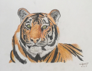 Tiger Drawing