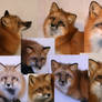 live red fox reference pics