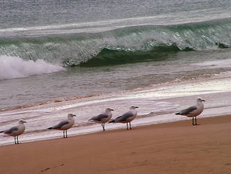 Gulls On The Sand
