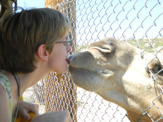 Camel kisses