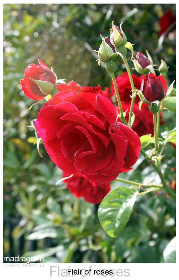 Flair of Roses by madragonn on DeviantArt