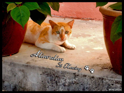 Alim Alim Si Kucing