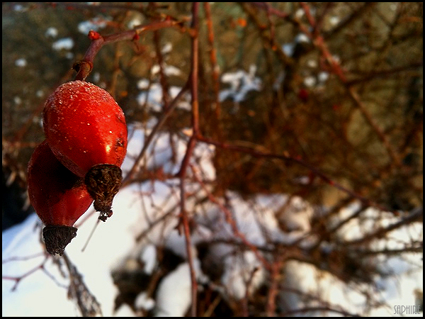 Red Berry