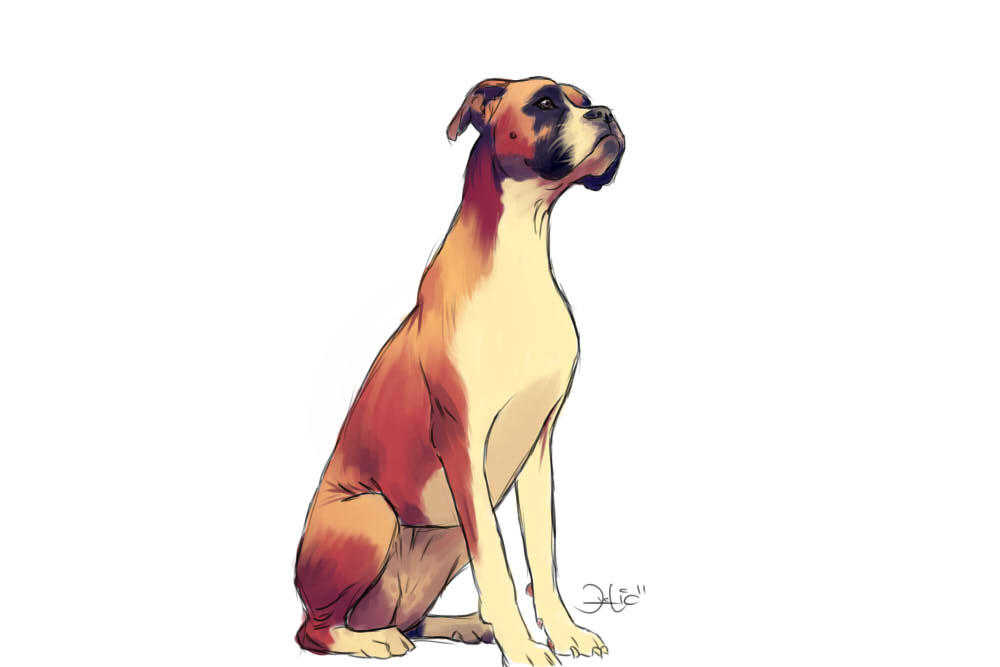 Deviantart Boxer Dog Boxer ilustracion by DavidNavarro-DASH on DeviantArt