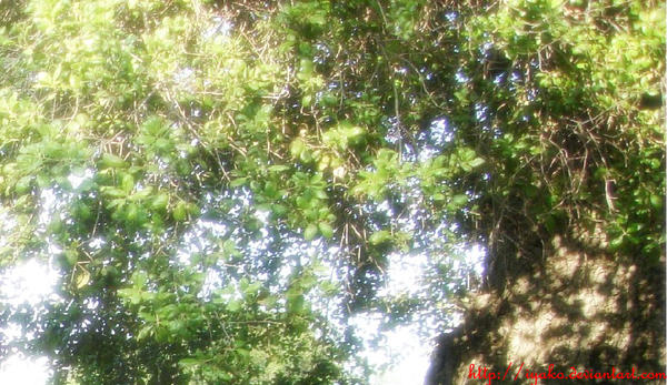 Thy Tree by Iyako on DeviantArt