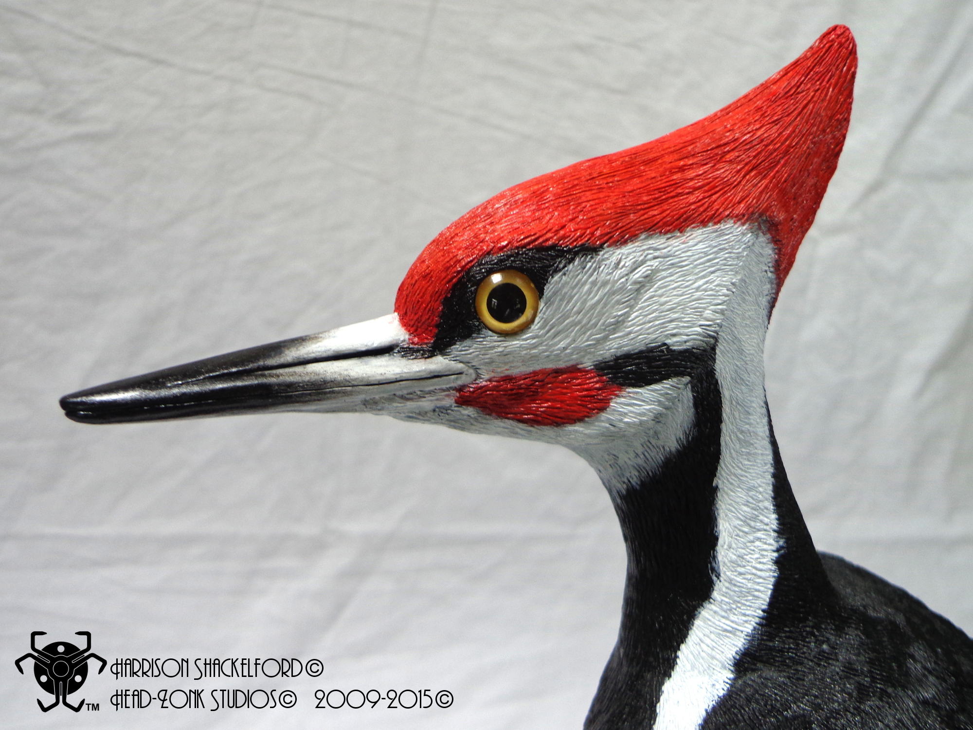05 Pileated Woodpecker _Head