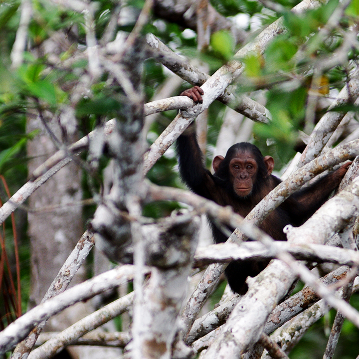 Baby chimp in Conkouati NP