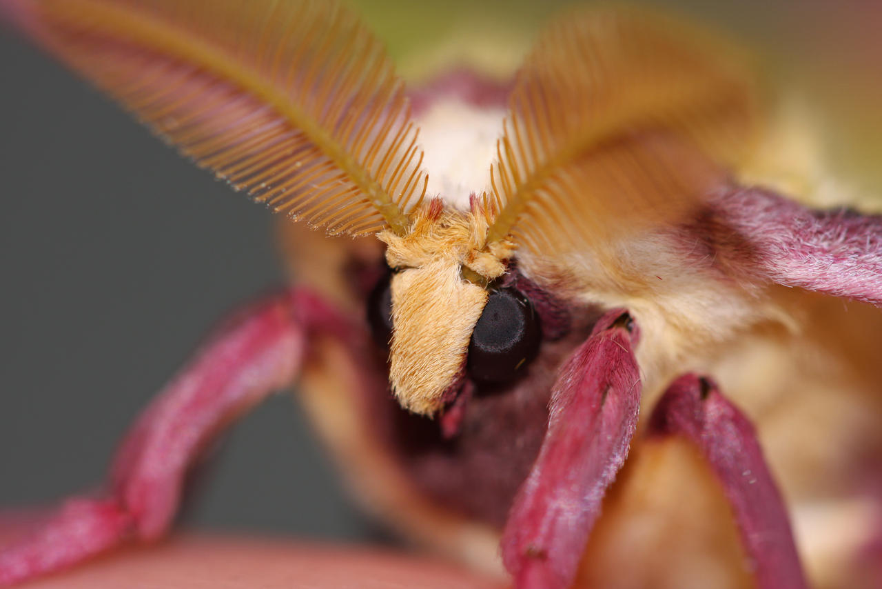 Luna Moth Macro By Postal Crazylegs On Deviantart Luna Moth Macro By Postal Crazylegs On Deviantart