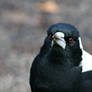 Australian Magpie Male