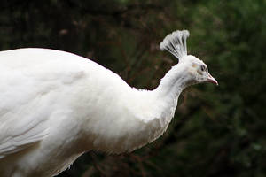 White Peacock Portrait