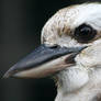 Kookaburra Portrait 2