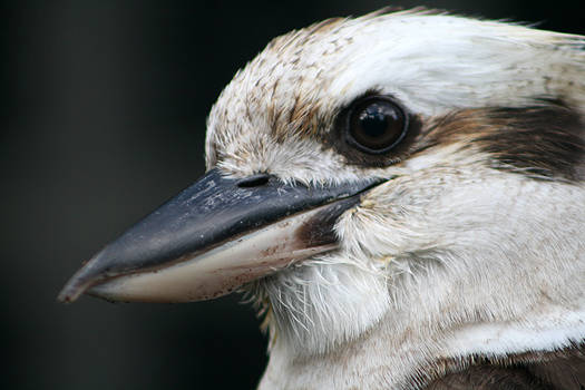 Kookaburra Portrait 2