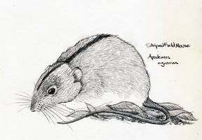 Striped Field Mouse