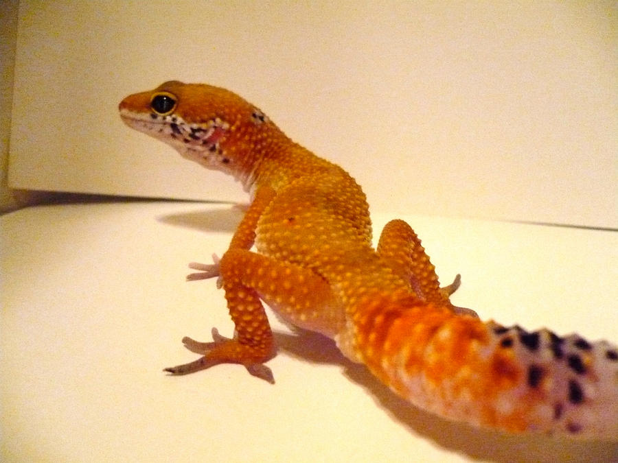 87. Leopard Gecko