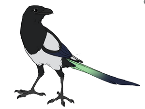 Item - Ibea Magpie by Saliko-Archive