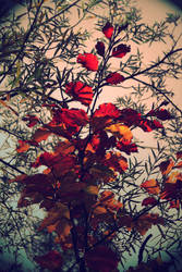 autumn leaves