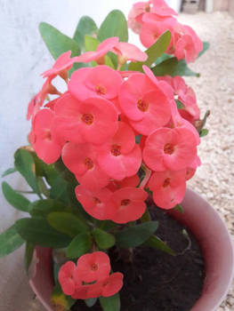 Corona de Cristo (Euphorbia Milii)