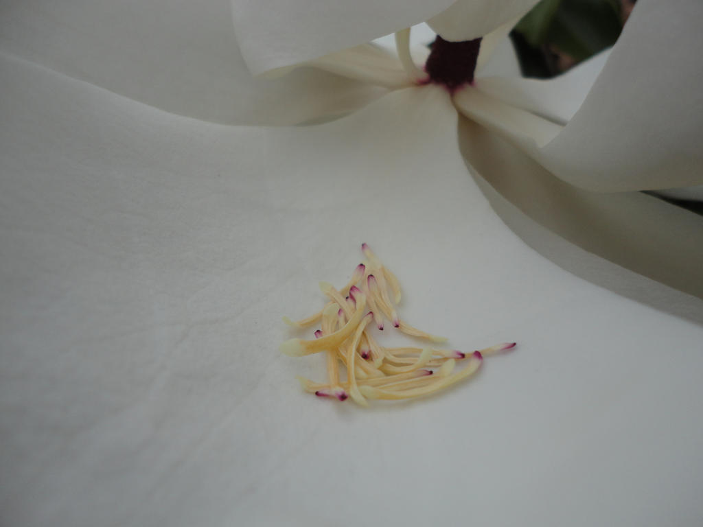 Blanket of White