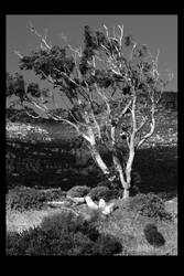 Chapmans Peak - Tree