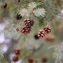 Mini Pinecone ~2