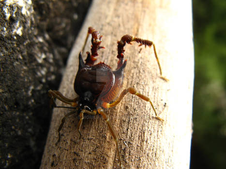 Unknow horned spider