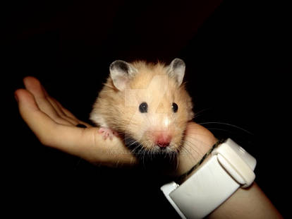 Sandi The Hamster