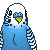 FREE Budgie Icon 2
