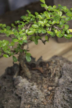 Bonsai Gardens