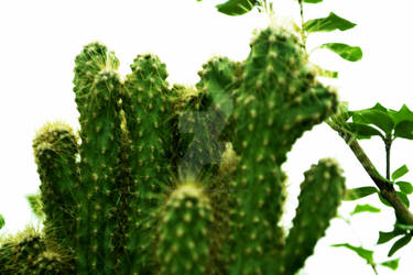 Cactus