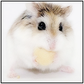 Hamster