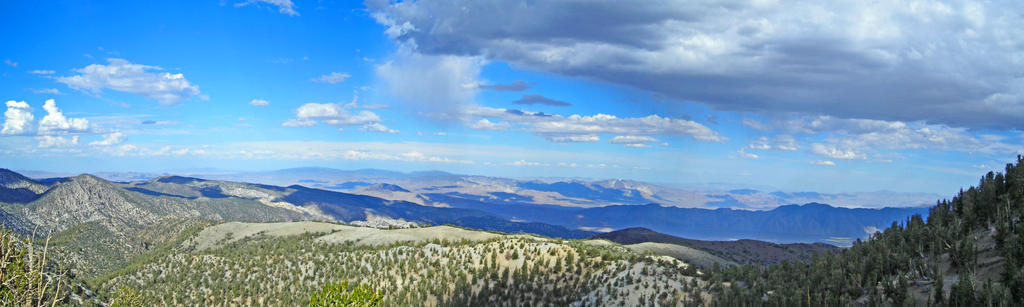 Bristlecone Panorama
