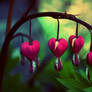 Bleeding Hearts