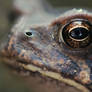 Self Portrait in a Frog's Eye