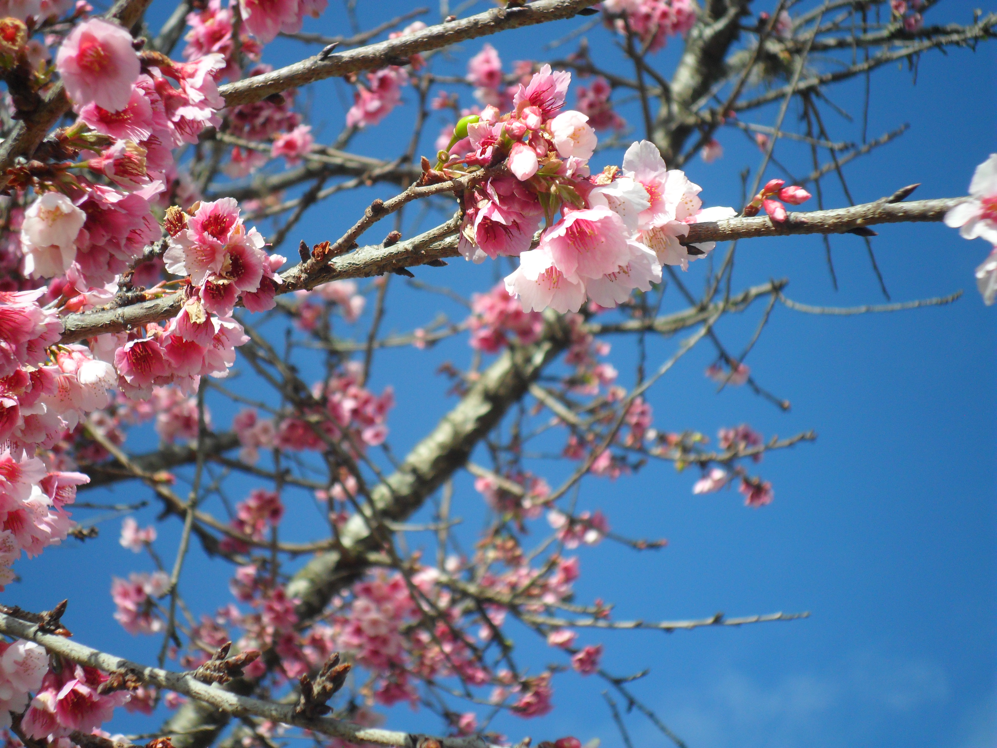 Cherry Blossom