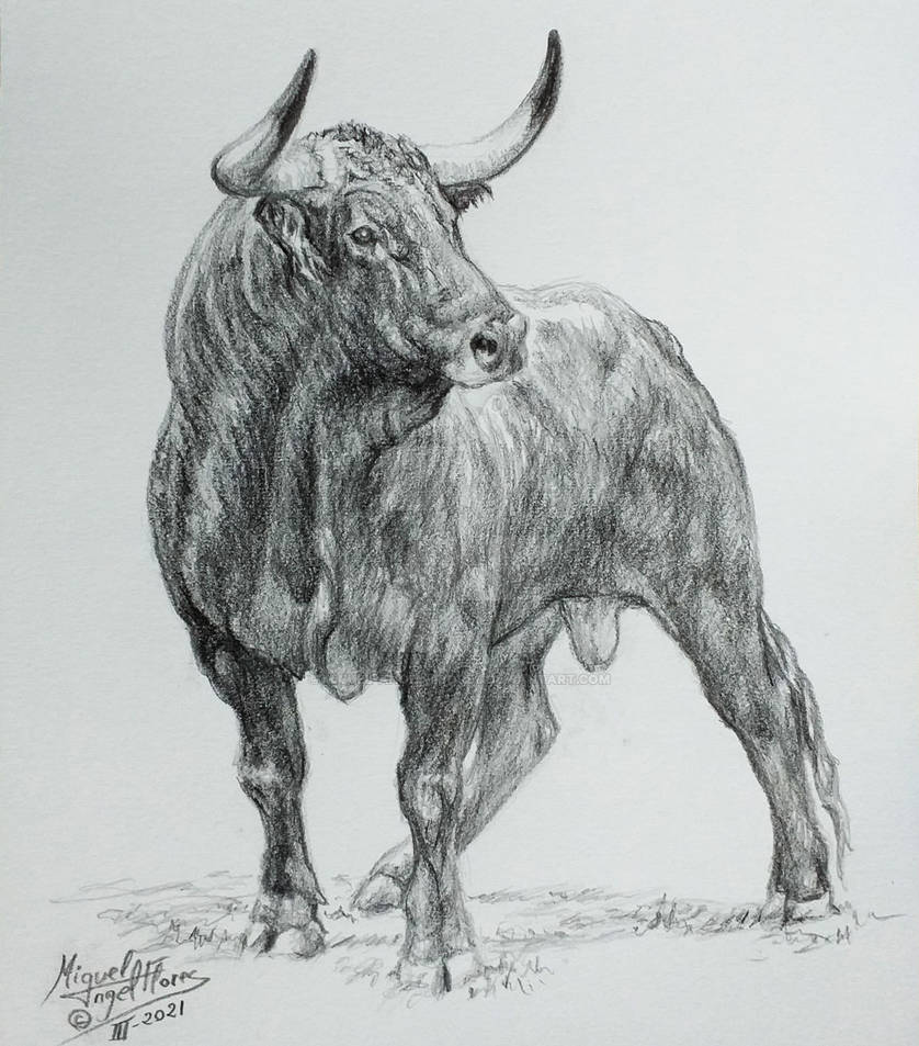 Toro bravo - fighting bull by Miguel-Angel-Flores on DeviantArt