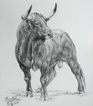 Toro bravo - fighting bull