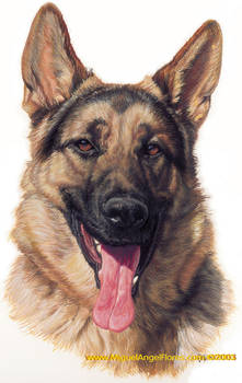 German shepherd