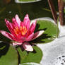 Water Lily