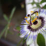 Passion Flower