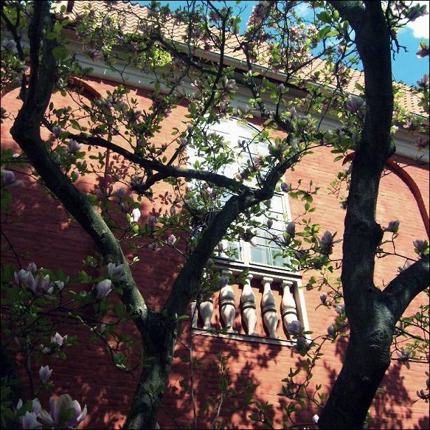 Under the Magnolia dome