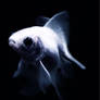 Melvin the little ghostfish